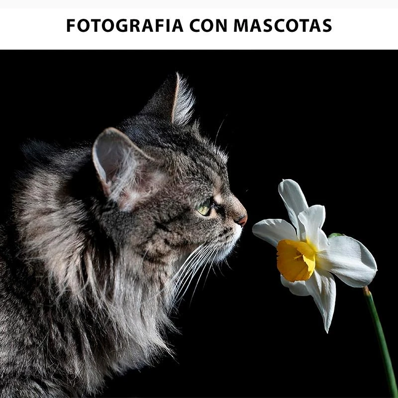 https://cdn.grupoalfatec.com.py/products/089a1610-c5bf-458d-96b3-19b1e6c4d584.webp